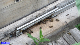 Специалисты рассказали подробности о гибели пчел в Шегарском и Асиновском районах