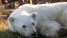Начальник полярной станции Диксона рассказал о состоянии медведицы