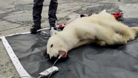 Страдания закончились: белую медведицу спасли от банки