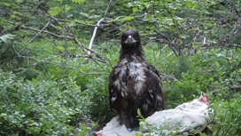 В Национальном парке "Водлозерский" специалисты спасли птенца краснокнижного орлана