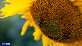Прокуратура проводит проверку по факту массовой гибели пчел в Томской области