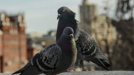 Через Бурятию в Монголию пытались вывезти голубей