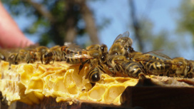 Китайское лекарство для пчел незаконно продавали в Приамурье