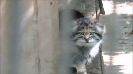 Посетители новосибирского зоопарка сняли на видео кормление котенка манула