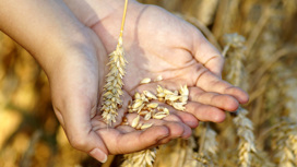 МИД РФ: зерно с Украины получают богатые страны