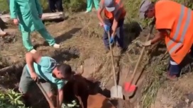 В Перми спасли корову Зорьку, провалившуюся в ливневку