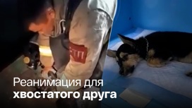 В Ангарске пожарные спасли щенка из горящей квартиры