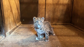 Котенка дальневосточного леопарда спасли в Приморье