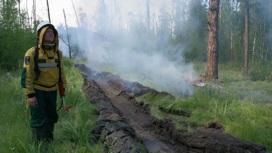 Площадь лесных пожаров в России продолжает расти