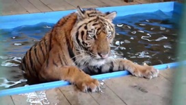 Спасенный в Челябинске амурский тигр переедет на Дальний Восток