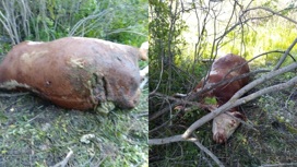 В Новосибирской области медведь напал на стадо коров и страшным ударом убил одну из них