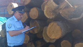 Житель Кубани спилил дубы на 12 млн рублей