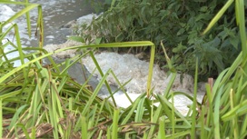 В Калининградской области в реке Граевка нашли нефтепродукты, ионы аммония и фосфаты