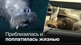 В Осло усыпили знаменитую моржиху Фрейю