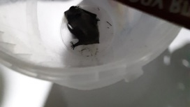 Выползла из-под кровати: летучая мышь напугала ребенка в Челябинской области
