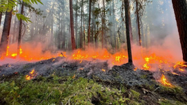 Лесной пожар потушили в авиазоне на севере Томской области