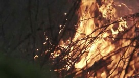 48 лесных пожаров потушили в России за минувшие сутки