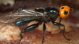 Плотоядные мухи, считавшиеся давно вымершими, объявились во Франции