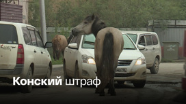 В Якутске на штрафстоянку доставляют лошадей