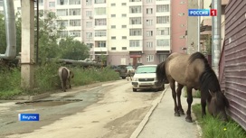 Штраф-стоянка для лошадей. В Якутске ведут отлов безнадзорных животных