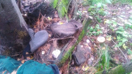 Житель томского села нашел в лесу череп человека
