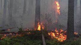 В Ивдельском лесничестве потушен крупный лесной пожар