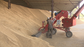 В Волгоградской области собрали 6 миллионов тонн зерна
