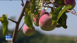 В Башкирии прошлогодняя засуха негативно сказалась на урожае яблок