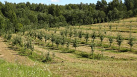 В Яблочный Спас – об ароматном урожае. Себежский фермер точно знает, как превратить заброшенные земли в огромный сад