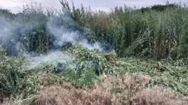 В Кочубеевском округе сожгли 2000 кустов дикой конопли