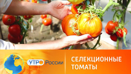 Гигантские помидоры – гордость российских селекционеров