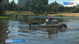 В водоёмах Ленинградской области началась массовая гибель сине-зелёных водорослей