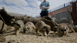 Из-за энергокризиса британцы хотят усыпить животных в зоопарках