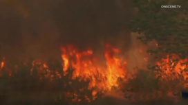 Несколько штатов Америки горят из-за лесных пожаров