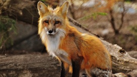 В Ярославской области сезон охоты на зайцев и лисиц откроется 15 сентября