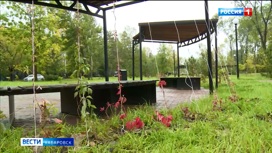 Впервые за 20 лет – лианы! До холодов в Хабаровске высадят более 1600 деревьев и кустарников