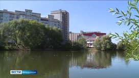 На Соловьином пруду во Владимире появились ондатры