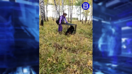Дикого медвежонка поймали в лесу под Новосибирском ради спасения от гибели