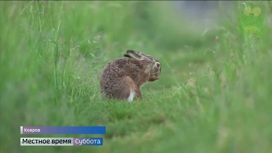 Почему в Коврове собирают зайцев со всего света?