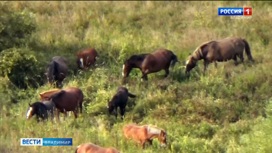 Видео с табуном пасущихся лошадей в Вязниковском районе "разлетелось" по интернет-сообществам