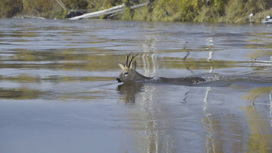 Охота на оленя и косулю откроется в Приамурье в октябре