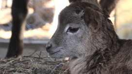У самки муфлона в Иркутском зоосаде впервые родился детеныш