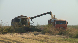 В Астраханской области приступили к уборке риса