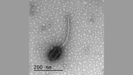Вирус-бактериофаг, у которого впервые была обнаружена чувствительность к бактериальным белкам.