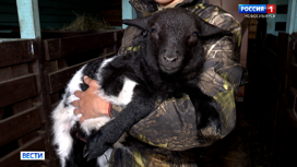 Традицию использования козлов как вьючных животных хотят возродить в Новосибирской области
