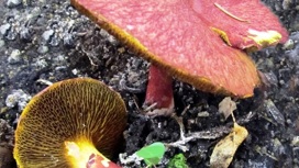 Очень редкий гриб обнаружили на Южном Урале