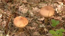 Не знаешь — не бери: какие правила помогут не омрачить поход за грибами