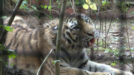 Курс реабилитации в Подмосковье проходит раненая амурская тигрица