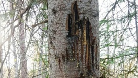 Медведи в Челябинской области оставили угрожающие знаки на деревьях