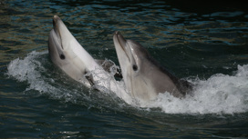 Севастопольцы спасают четырех прирученных дельфинов, выброшенных в море